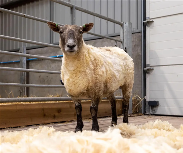 世上最孤独的羊：被困悬崖2年 成了18斤羊毛  第4张