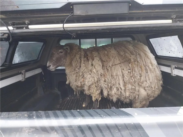 世上最孤独的羊：被困悬崖2年 成了18斤羊毛  第2张