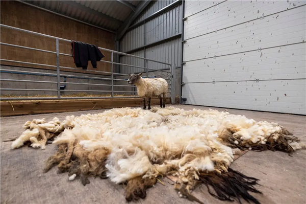 世上最孤独的羊：被困悬崖2年 成了18斤羊毛  第3张