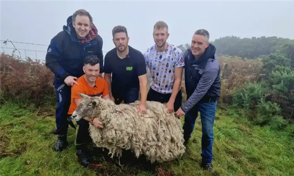 世上最孤独的羊：被困悬崖2年 成了18斤羊毛