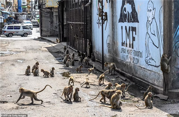 从1万涨到40万 实验猴贵到离谱：泰国猴子诡异频频失踪  第4张