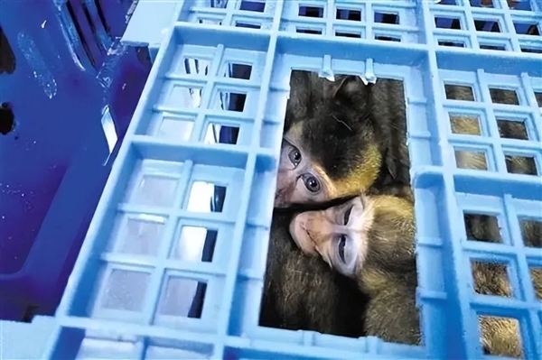 从1万涨到40万 实验猴贵到离谱：泰国猴子诡异频频失踪