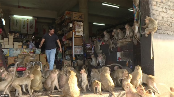 从1万涨到40万 实验猴贵到离谱：泰国猴子诡异频频失踪  第3张