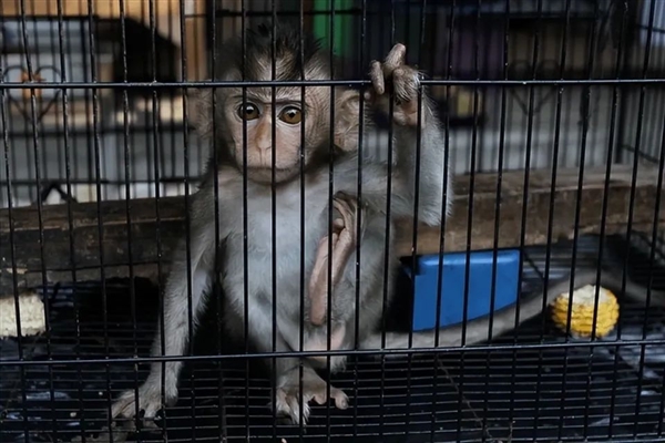 从1万涨到40万 实验猴贵到离谱：泰国猴子诡异频频失踪  第6张