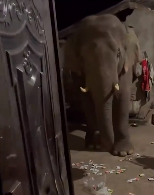 大象频繁进家遭云南一网友吐槽：3个月来3次吃完就溜  第3张