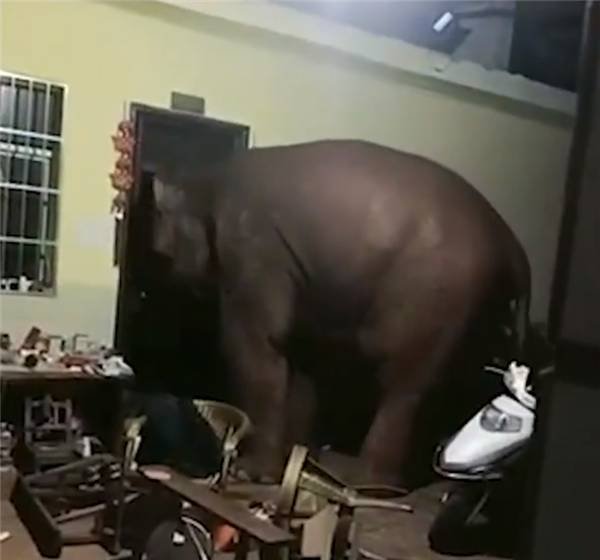 大象频繁进家遭云南一网友吐槽：3个月来3次吃完就溜  第2张