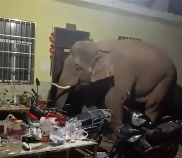 大象频繁进家遭云南一网友吐槽：3个月来3次吃完就溜