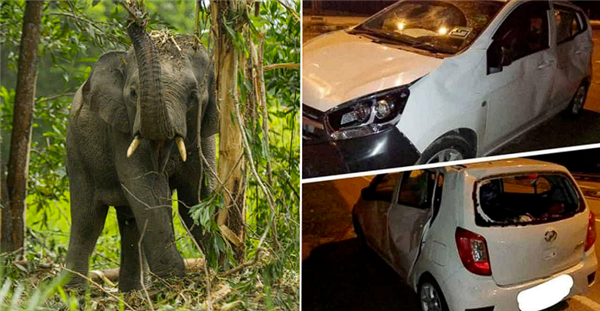 男子驾车误撞小象遭5头大象围攻 科普：群居动物家庭观念极强  第1张