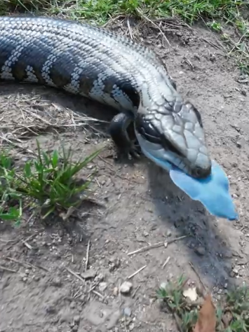 澳大利亚一蜥蜴像是会喷蓝火的哥斯拉：但吐出来的竟然是舌头！  第2张