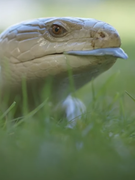澳大利亚一蜥蜴像是会喷蓝火的哥斯拉：但吐出来的竟然是舌头！  第5张
