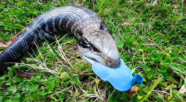 澳大利亚一蜥蜴像是会喷蓝火的哥斯拉：但吐出来的竟然是舌头！  第1张