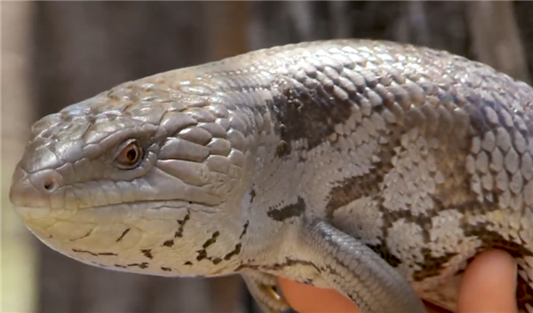 澳大利亚一蜥蜴像是会喷蓝火的哥斯拉：但吐出来的竟然是舌头！  第8张
