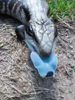 澳大利亚一蜥蜴像是会喷蓝火的哥斯拉：但吐出来的竟然是舌头！  第4张