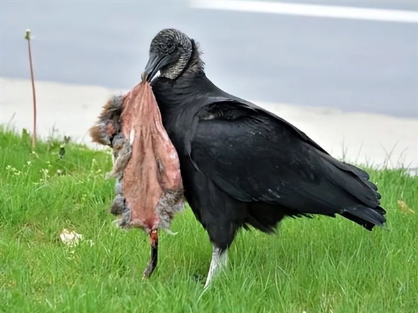 美国多地惊现秃鹫“活吃牛”：明明吃腐肉 为何突然攻击活物  第6张