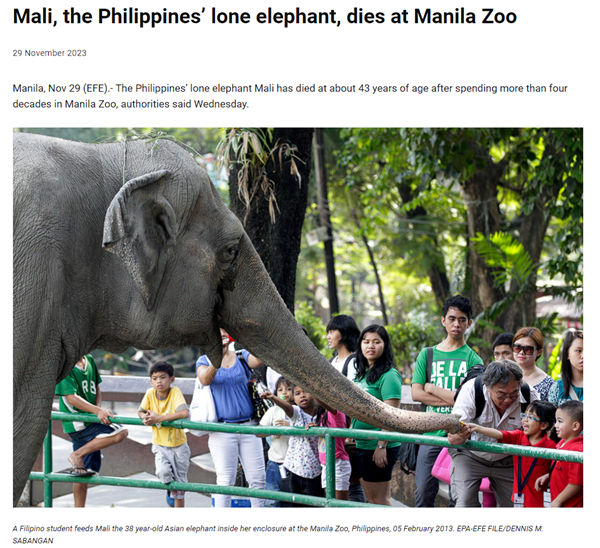 菲律宾唯一头！全球最孤独大象去世 网友：难过又高兴  第1张