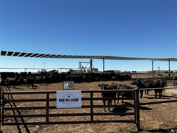 澳洲直采专供 盒马与三家企业就进口牛肉达成战略合作  第1张