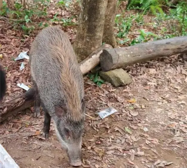 深圳一景区野猪被投喂成网红猪：不凶 还挺可爱  第1张