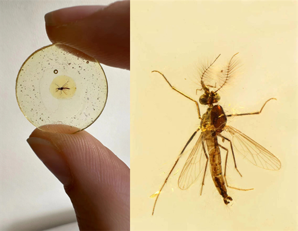 距今约1.3亿年！科学家发现已知最古老的蚊子：两只雄性  第1张