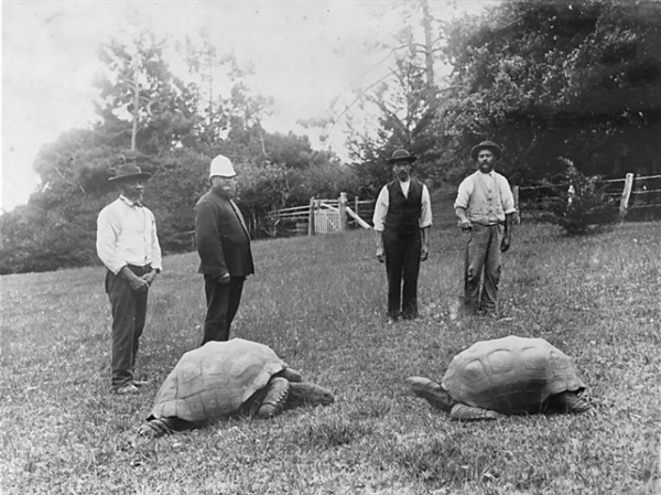 全球最长寿乌龟度过191岁生日：预计还能再活100年！  第2张