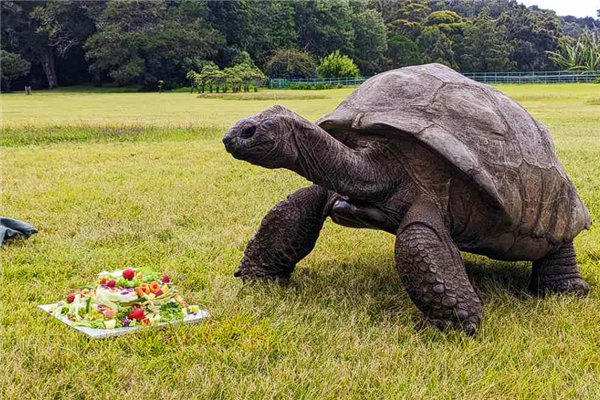 全球最长寿乌龟度过191岁生日：预计还能再活100年！  第1张