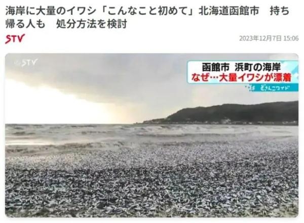 日本北海道海岸现大量沙丁鱼尸体：密密麻麻铺满水面 场面骇人  第1张