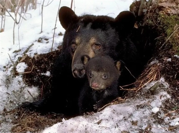俄罗斯棕熊囤了一年的膘 却被热得没法冬眠：半睡半醒 四处游荡  第4张