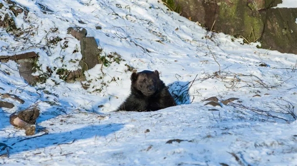 俄罗斯棕熊囤了一年的膘 却被热得没法冬眠：半睡半醒 四处游荡  第1张