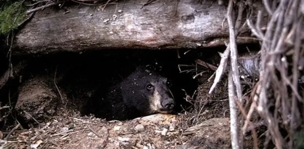 俄罗斯棕熊囤了一年的膘 却被热得没法冬眠：半睡半醒 四处游荡  第3张