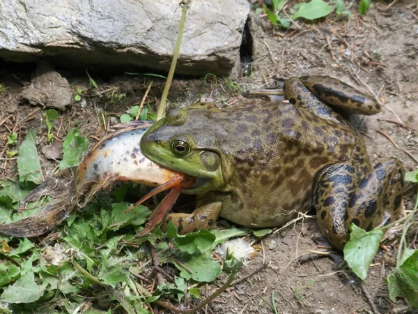 牛蛙能吃！牛蛙不能吃！到底听谁的  第2张