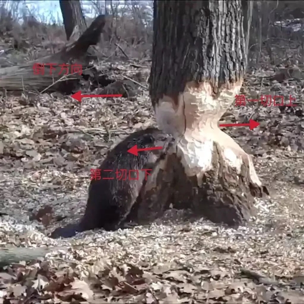 伐木高手河狸：被自己辛辛苦苦“砍倒”的树 压死了