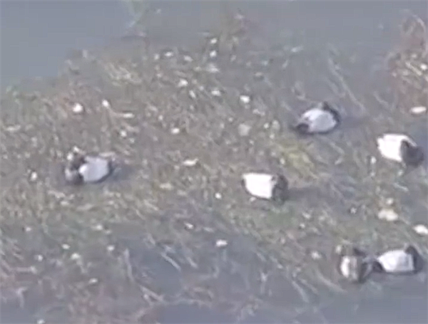 日本最大湖泊大量水鸟死亡 专家警告：不要接触尸体