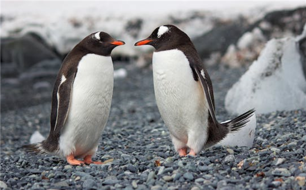 禽流感在南极蔓延：特有企鹅面临灭绝风险