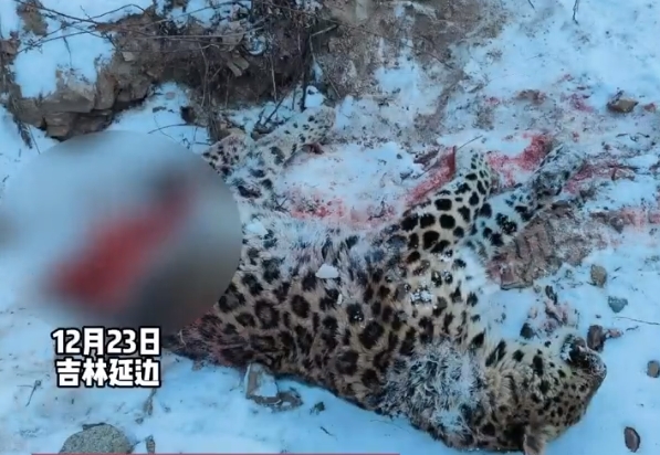 网友拍到被东北虎咬死的东北豹尸体：部分身体被吃掉  第1张