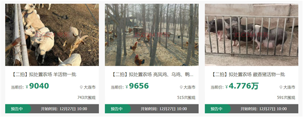 近2000人次围观竞买藏香猪、亮凤鸡 一批“美食原材料”活物12月27日京东开拍