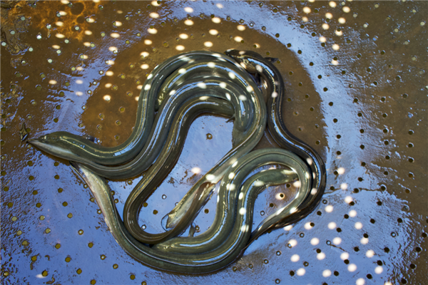 国外黑市鳗鱼苗卖到1公斤5800欧：中国养殖鳗这么多为何不出口  第2张
