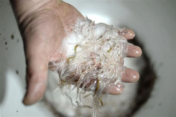 国外黑市鳗鱼苗卖到1公斤5800欧：中国养殖鳗这么多为何不出口  第4张