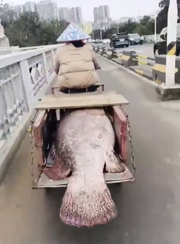 海口一渔民钓到200斤巨型石斑鱼：三轮车差点装不下！