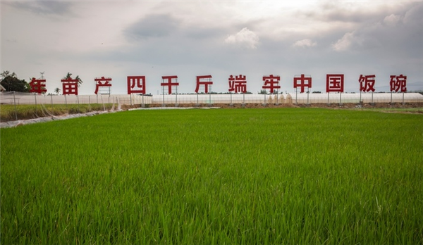 第一次！中国杂交水稻亩产超4000斤：连中三季