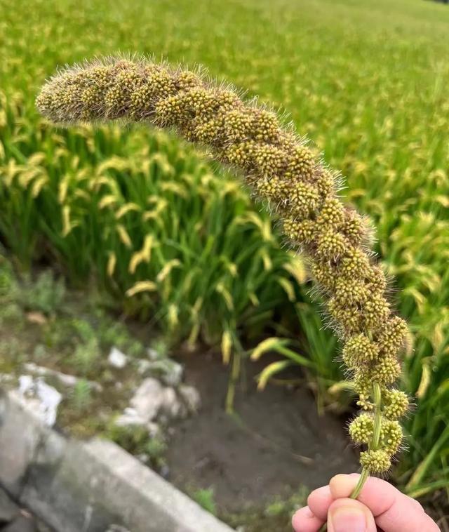 小米音箱网关开关联动，智能家居新玩法揭秘  第4张