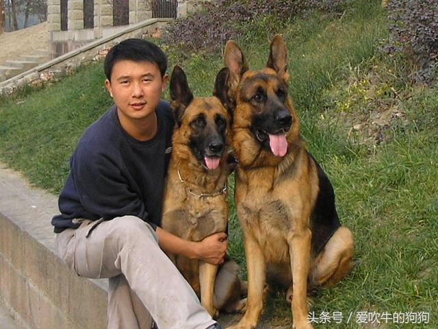 中国国宝VS德国精英！昆明犬与DDR牧羊犬谁更胜一筹？  第3张