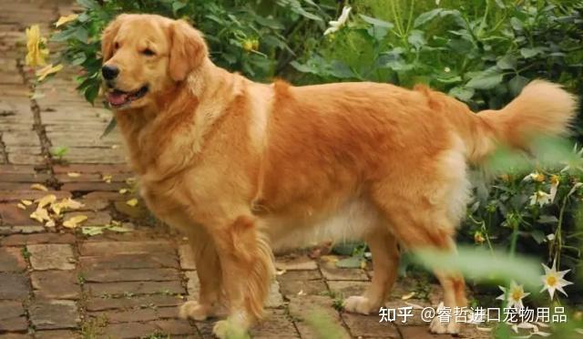 东德 DDR 犬饲养指南：饮食、健康与训练全攻略  第6张