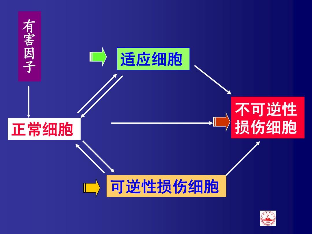 深入研究 DDR 损伤反应：理解细胞生命活动与疾病治疗的关键  第8张