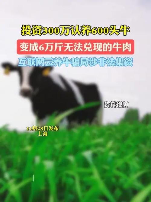 揭秘云养牛骗局：300万投资变6万斤牛肉额度，你还在相信互联网养殖吗？  第4张