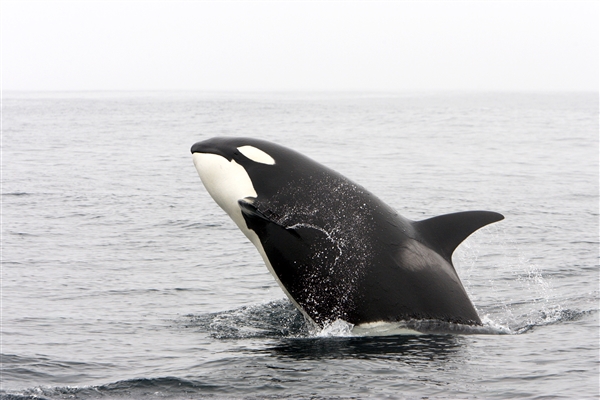 珠海虎鲸宝宝出生即200公斤：每天粘着妈妈嬉闹