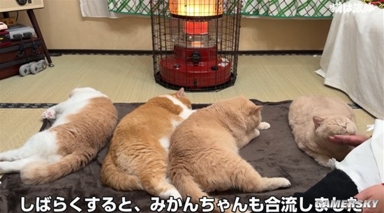 在暖炉前取暖的猫猫：据说“烤熟了”会自己离开  第5张