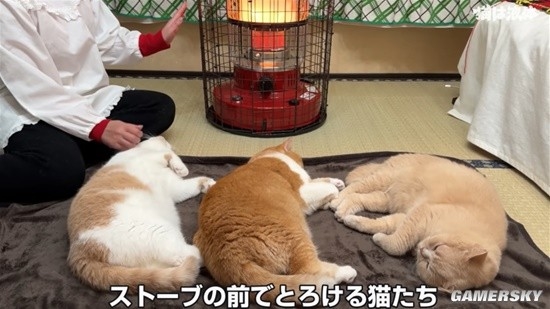 在暖炉前取暖的猫猫：据说“烤熟了”会自己离开  第4张