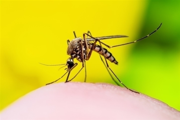 登革热疫情严重：阿根廷用辐射给蚊子做绝育  第1张