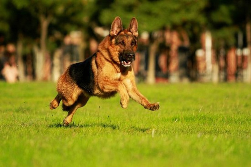 德牧犬ddr 探寻德国牧羊犬DDR：源远流长的国宝犬种与其在社会中的多重角色  第4张