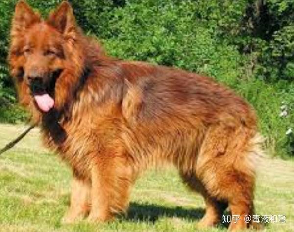 德牧犬ddr 探寻德国牧羊犬DDR：源远流长的国宝犬种与其在社会中的多重角色  第6张