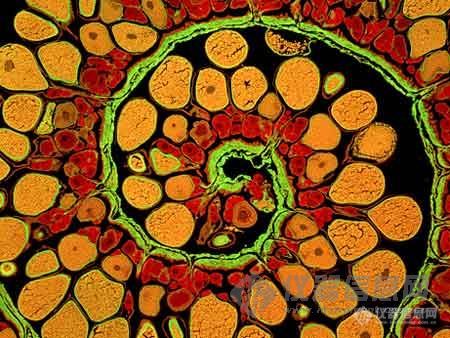 ddr 基因阳性：医学与生物学领域的特殊价值及研究意义  第2张